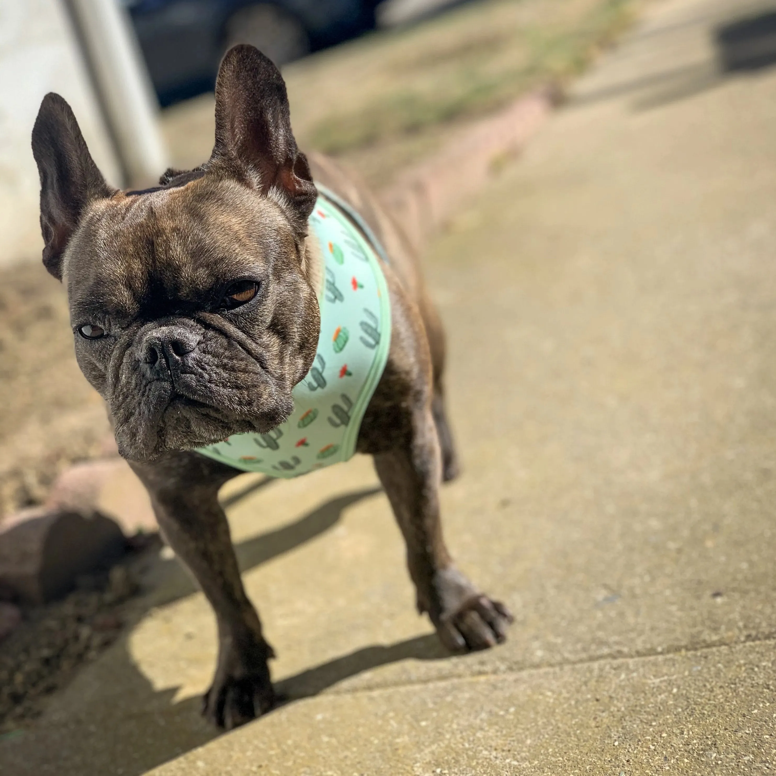 Frenchie Supply Harness - Desert Cactus