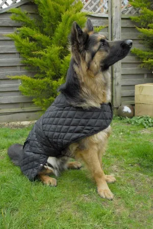 Rhinegold Balmoral Dog Coat